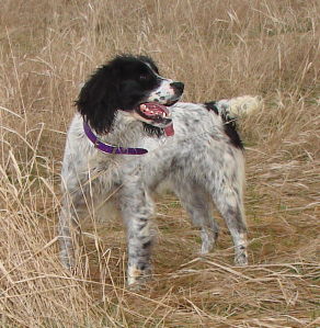 Gypsy