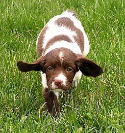 Autumnskye, LLC Puppy