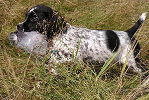 Autumnskye, LLC Puppy